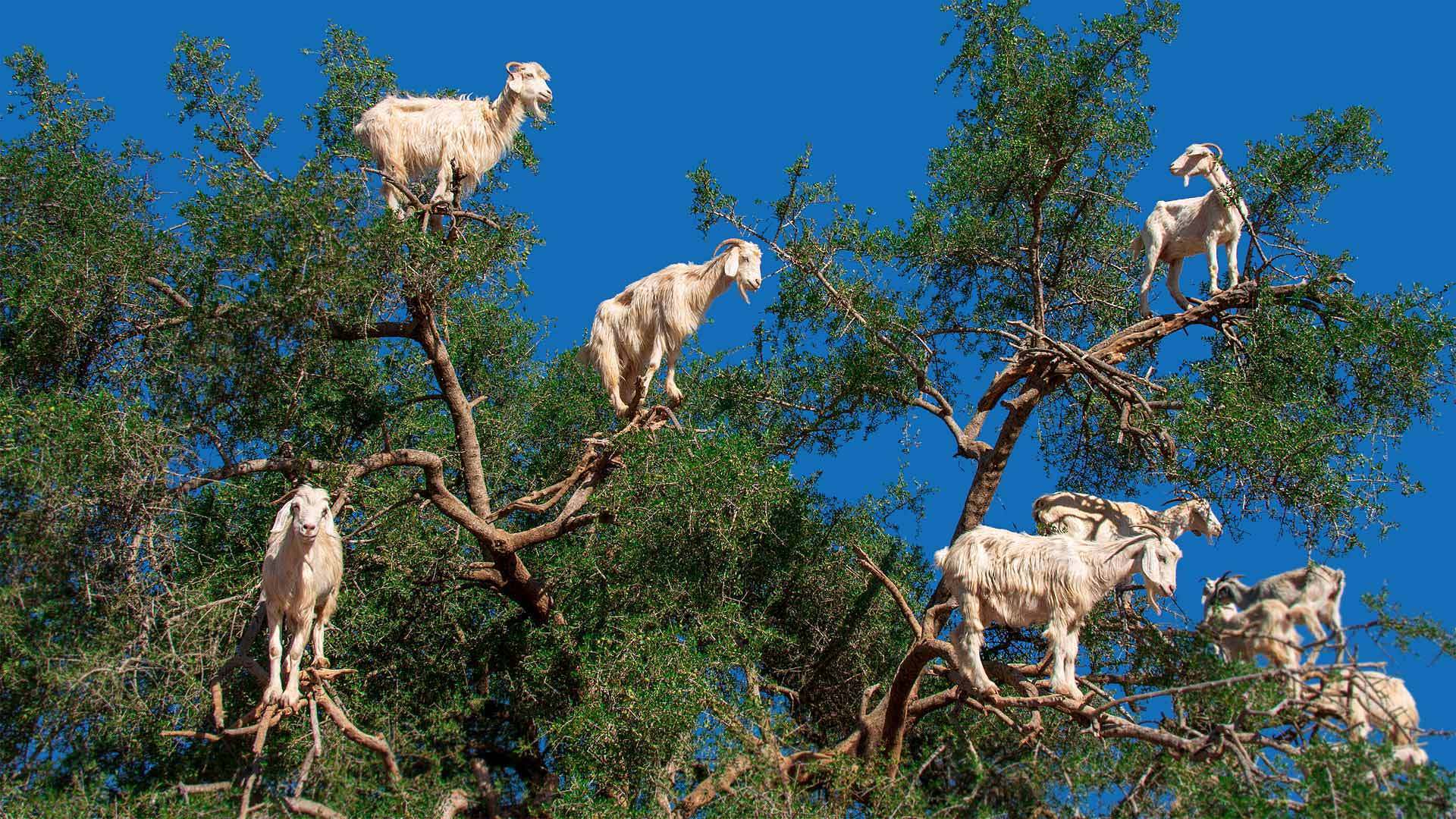 索维拉附近摩洛哥坚果树上的山羊索维拉-www.todaybing.com 必应壁纸 必应美图