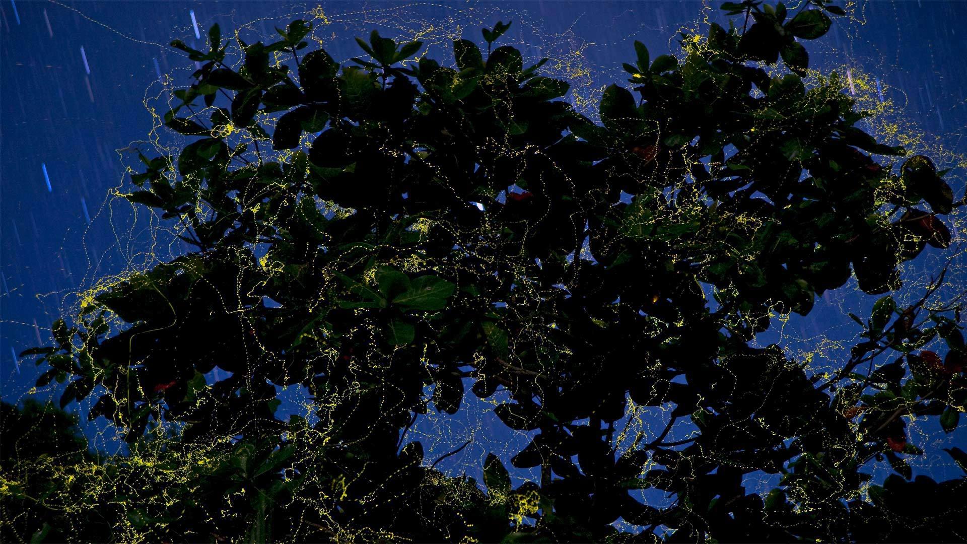 吕宋岛上的萤火虫环绕着榄仁树吕宋岛-www.todaybing.com 必应壁纸 必应美图