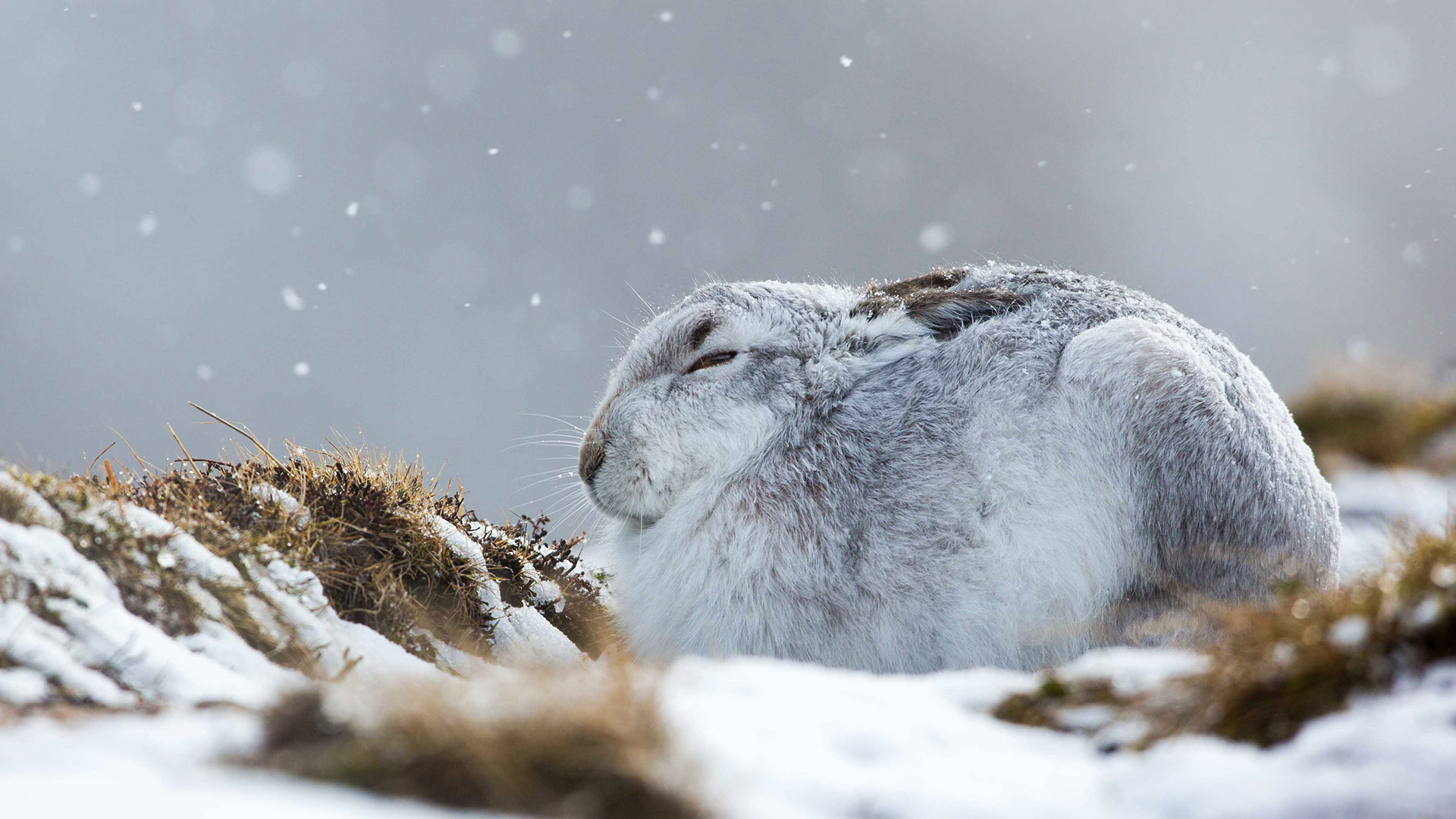 一只在暴风雪中蜷缩着的雪兔雪兔-www.todaybing.com 必应壁纸 必应美图