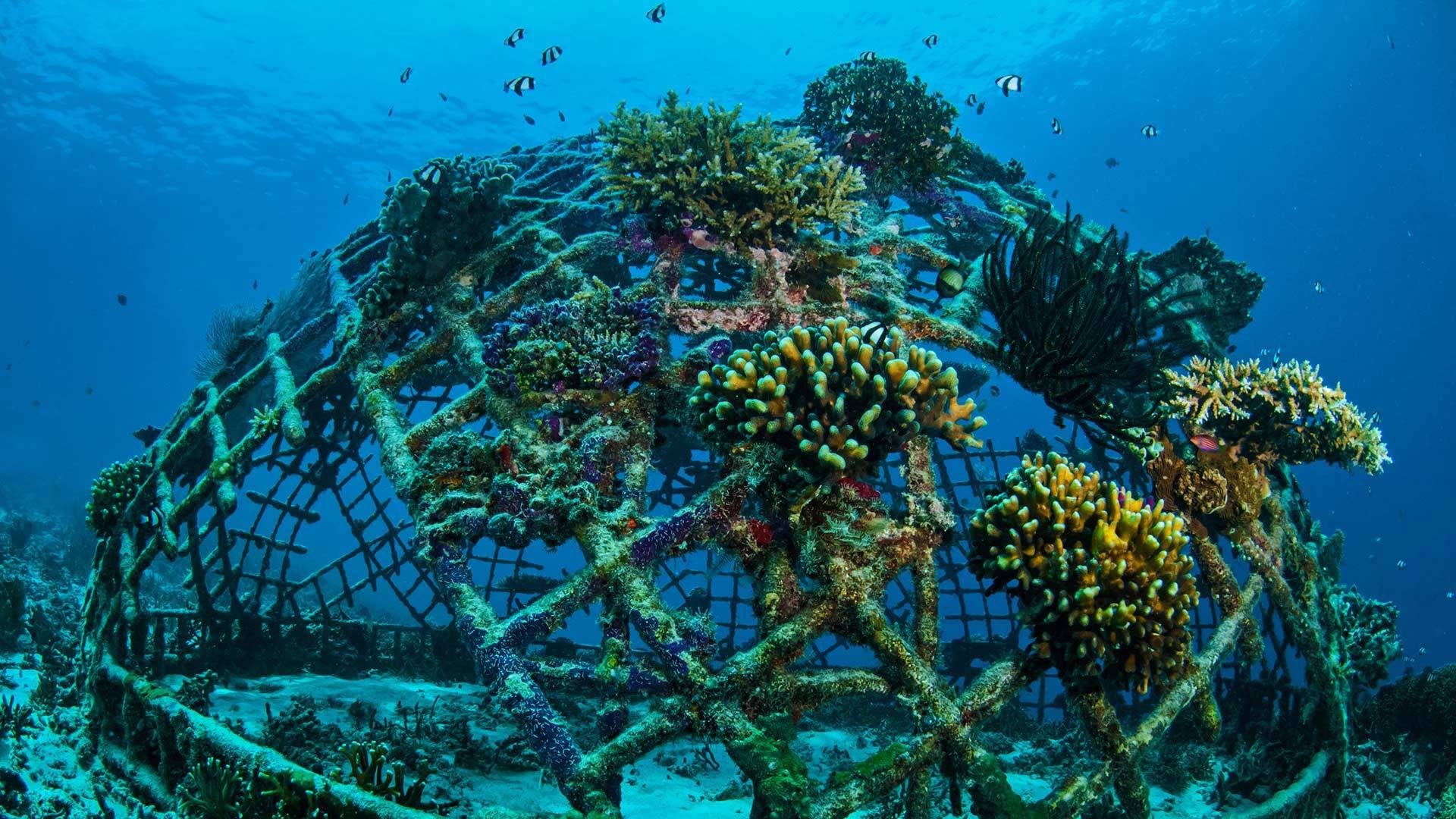 吉利群岛上生长着珊瑚的人工珊瑚礁珊瑚礁-www.todaybing.com 必应壁纸 必应美图