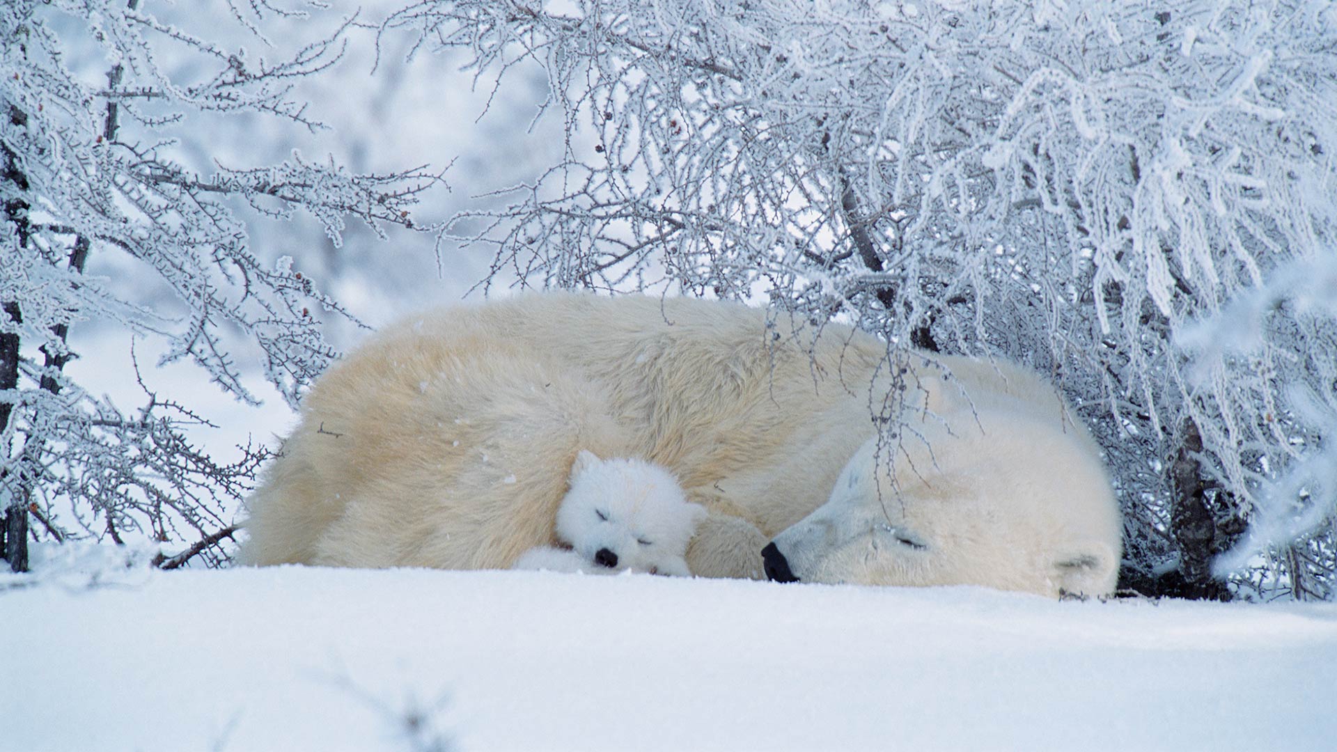 北极熊在加拿大沉睡 北极熊-www.todaybing.com 必应壁纸 必应美图