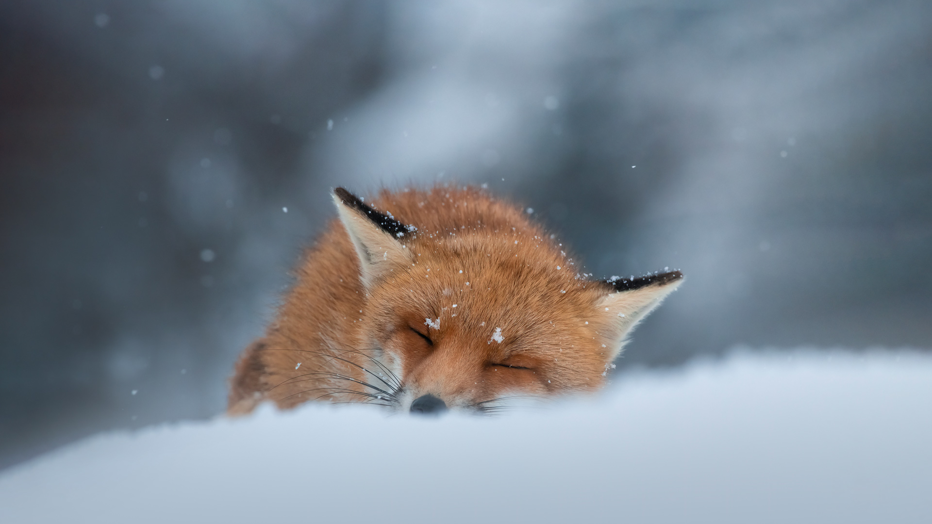 睡在雪地里的赤狐，阿布鲁佐，意大利 元旦-www.todaybing.com 必应壁纸 必应美图