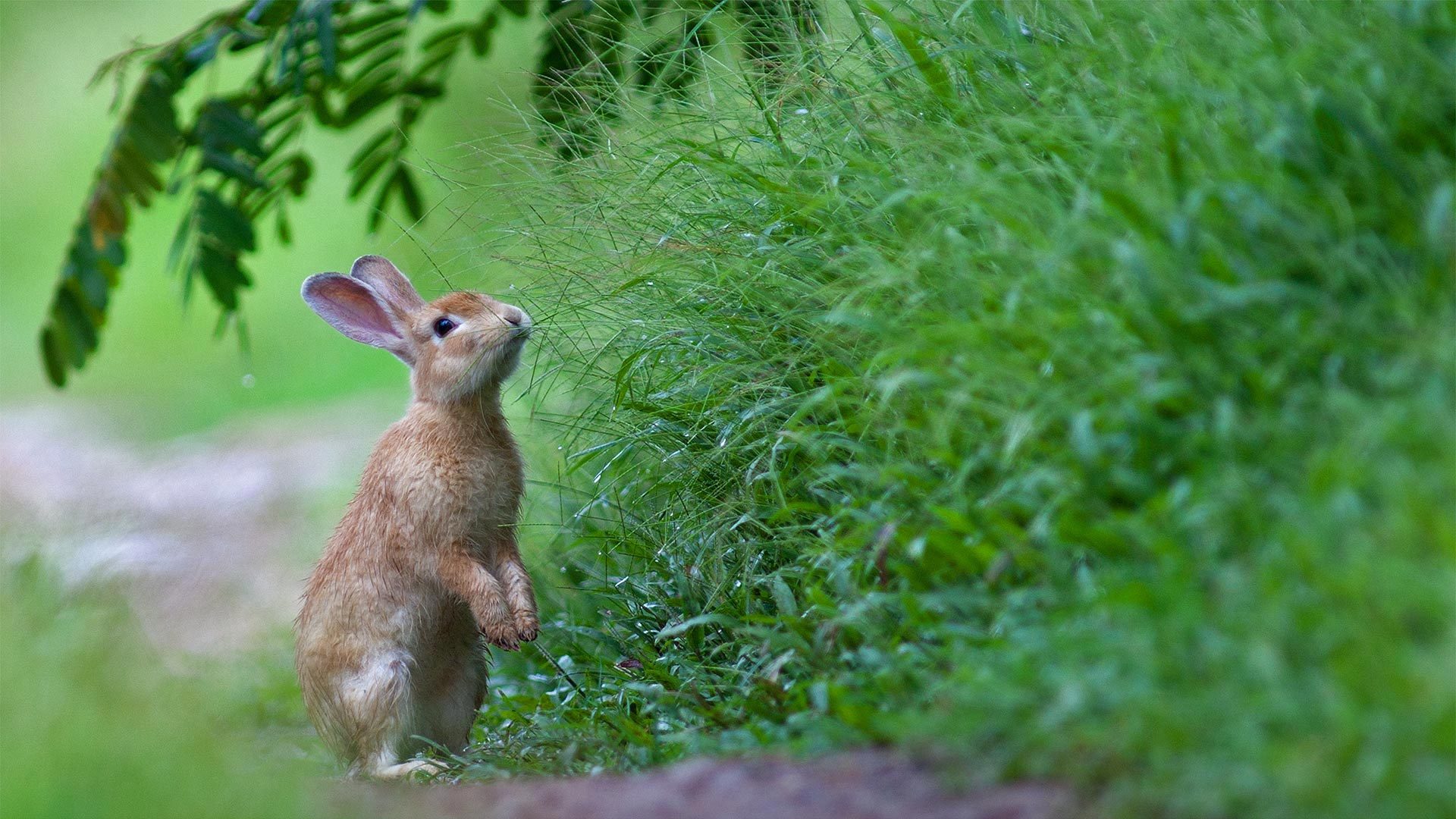 草丛里的一只兔子兔子-www.todaybing.com 必应壁纸 必应美图