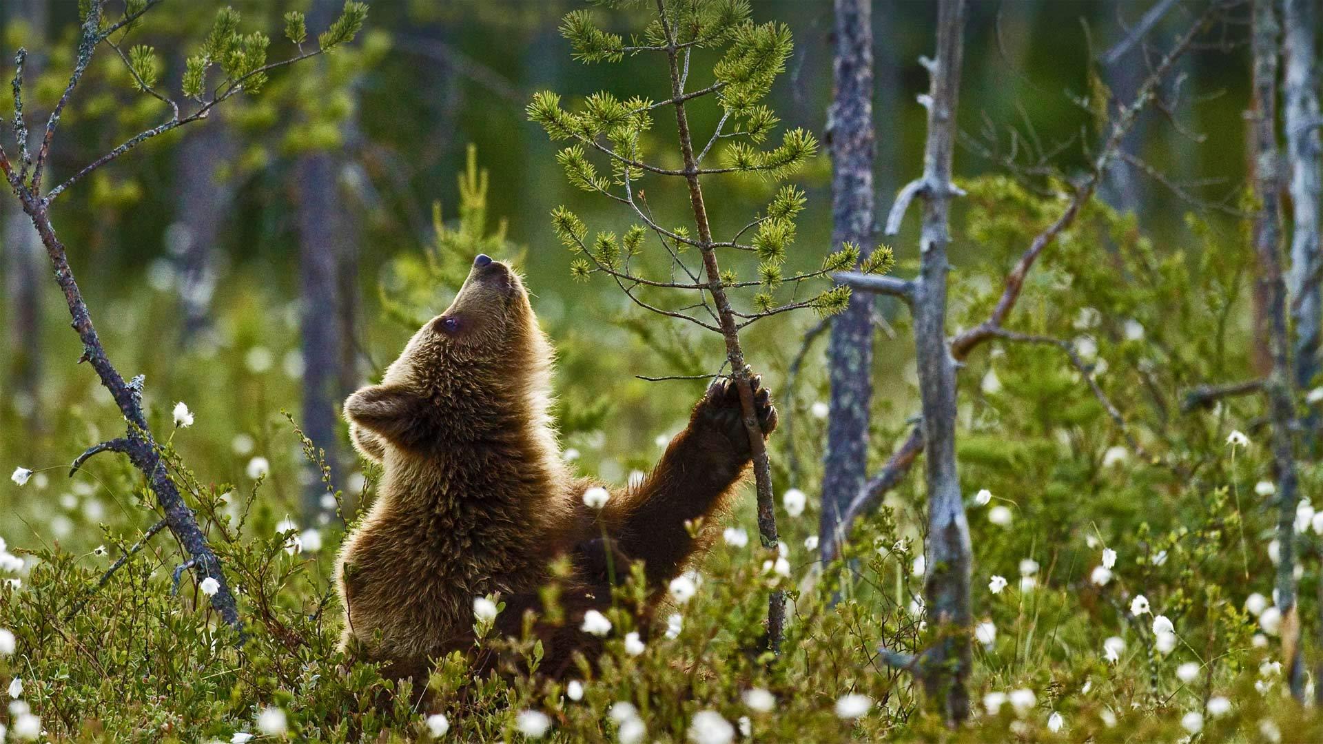 北方针叶林中的欧洲棕熊幼崽棕熊-www.todaybing.com 必应壁纸 必应美图