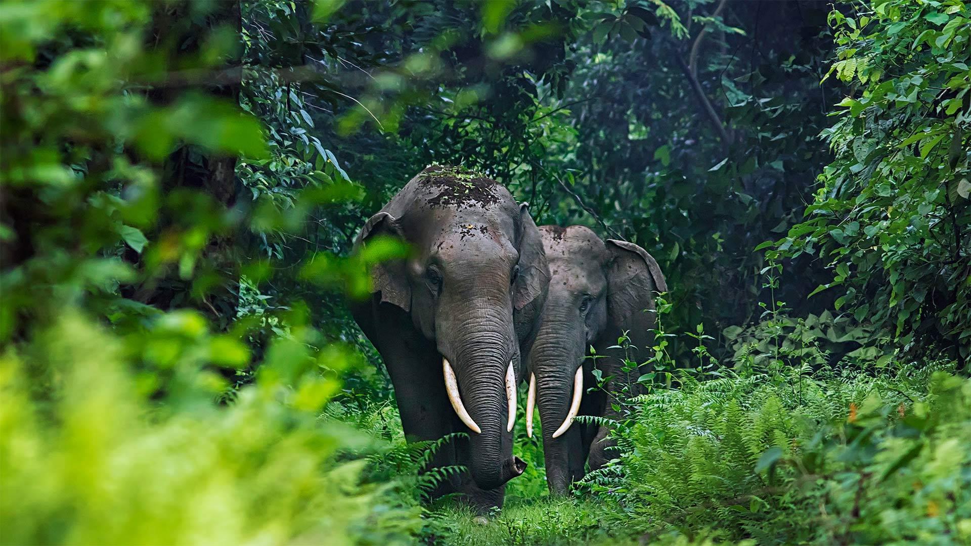 印度西孟加拉邦的亚洲象亚洲象-www.todaybing.com 必应壁纸 必应美图