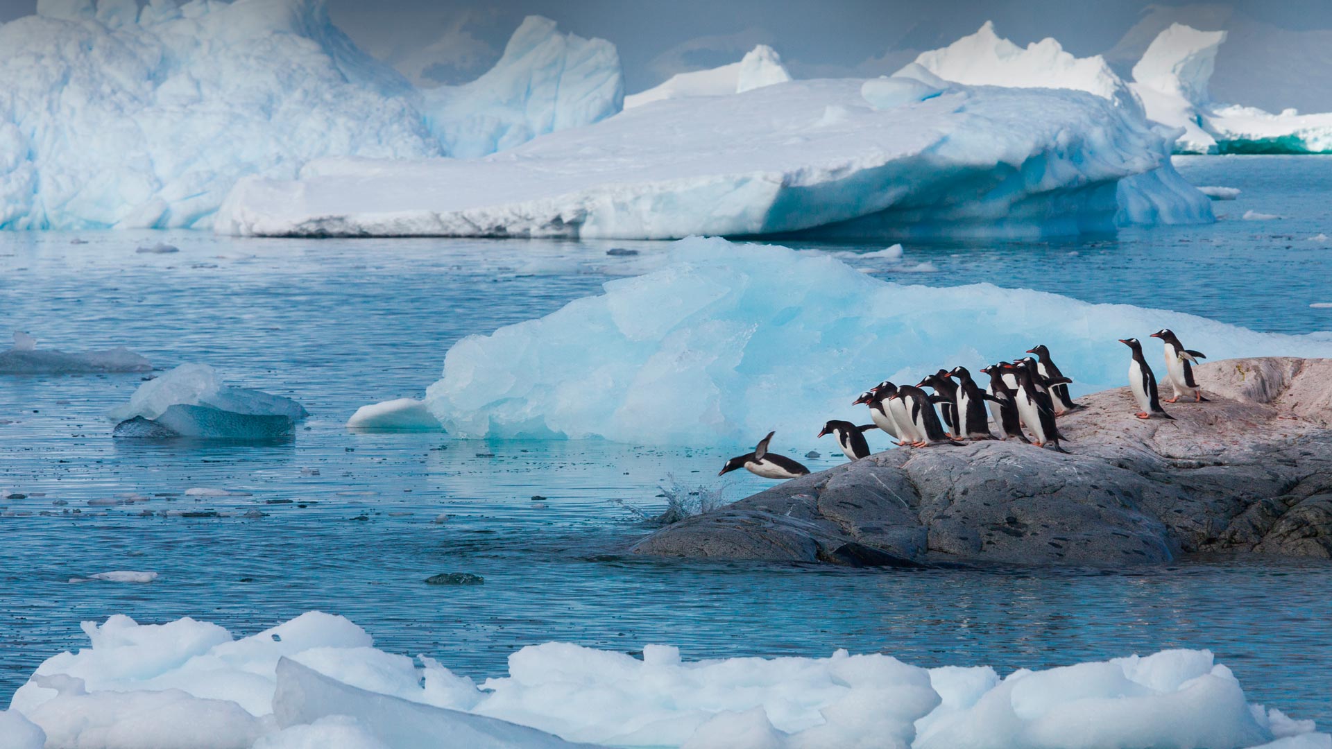 巴布亚企鹅，南极洲 