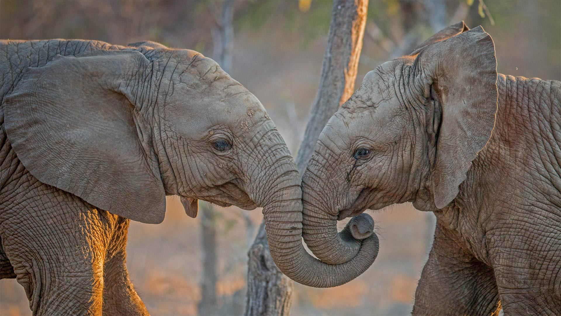 南非卡帕马私人野生动物保护区的大象巨人堤道-www.todaybing.com 必应壁纸 必应美图