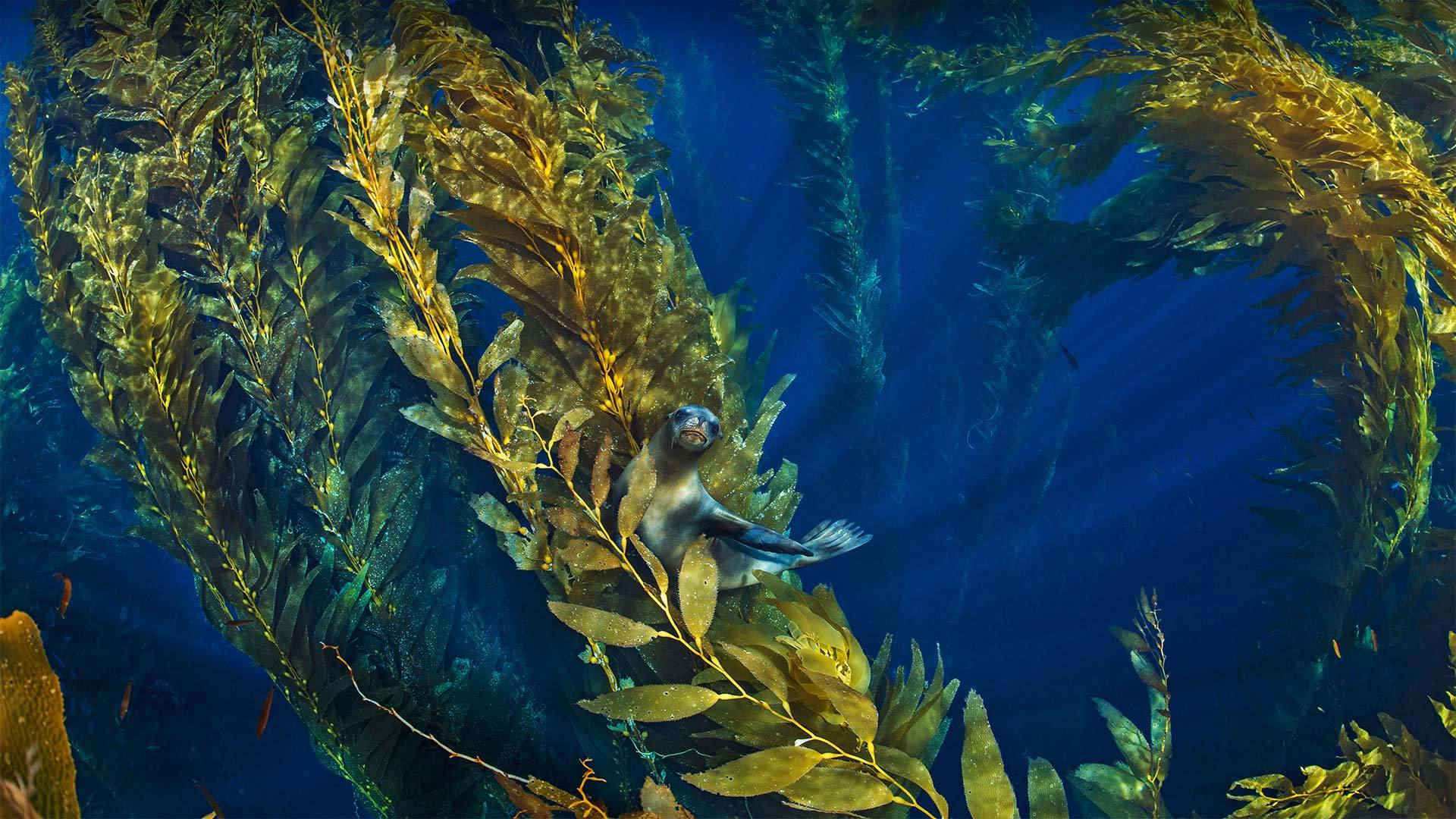 海峡群岛附近巨藻林中的加利福尼亚海狮 加利福尼亚海狮-www.todaybing.com 必应壁纸 必应美图