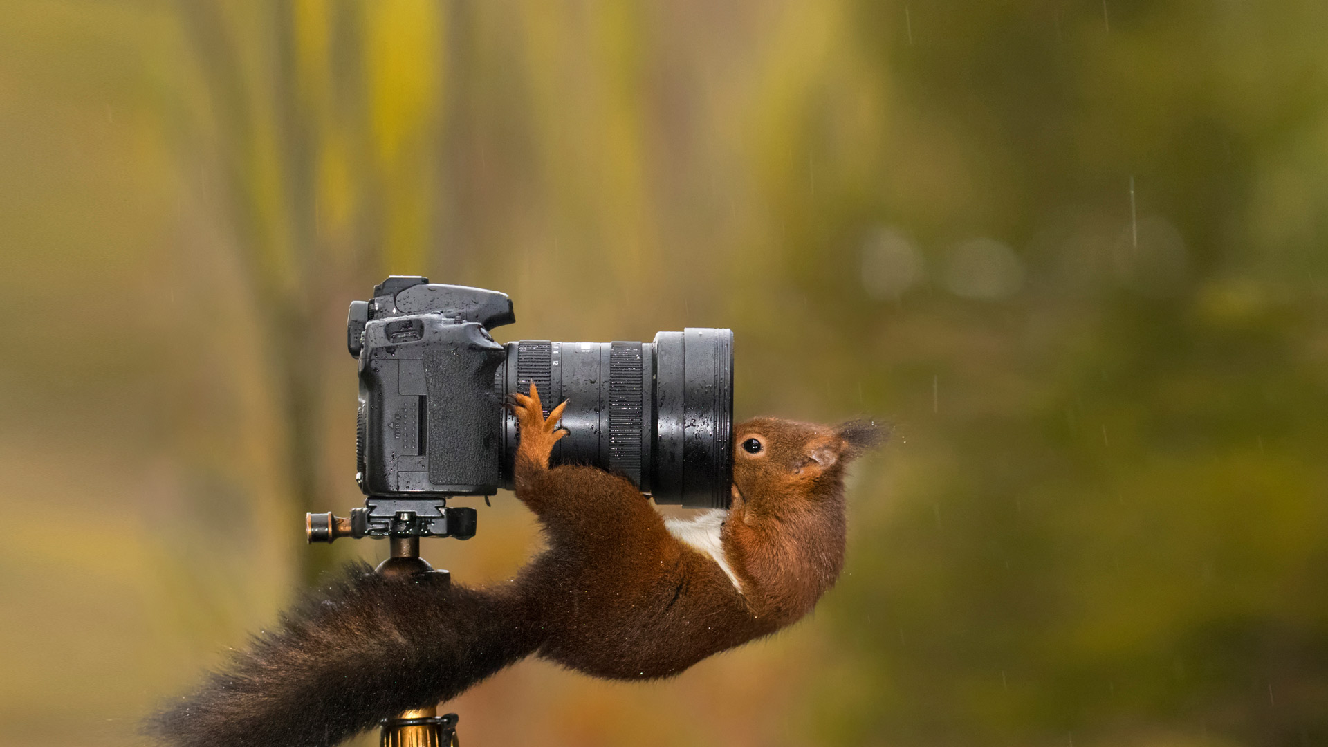 看着相机镜头的松鼠 摄影-www.todaybing.com 必应壁纸 必应美图