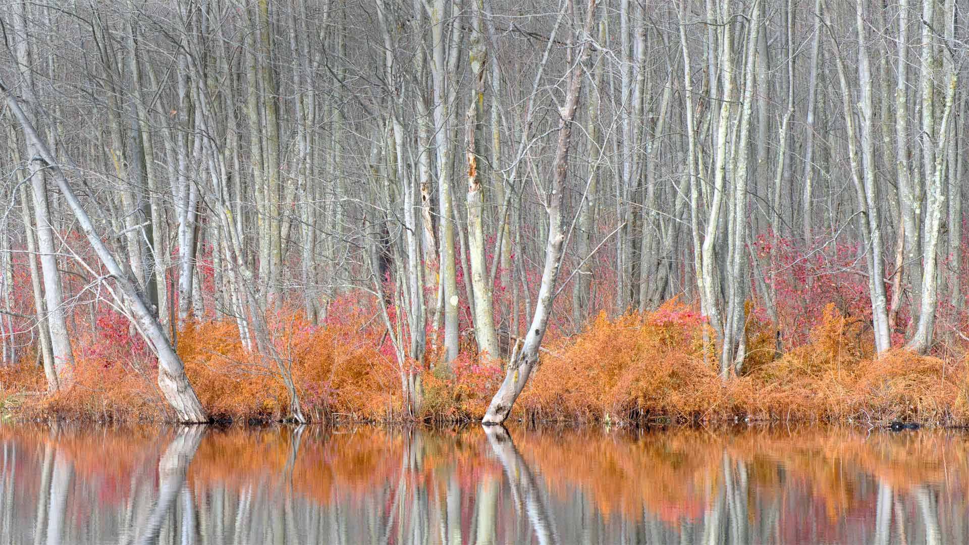 比弗湖自然中心内光秃秃的树和红盖鳞毛蕨比弗湖-www.todaybing.com 必应壁纸 必应美图