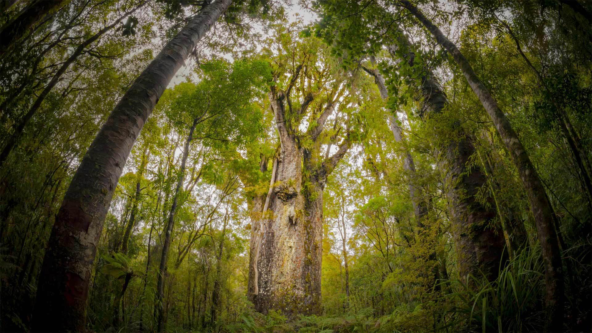 怀波瓦森林中一棵名为Te Matua Ngahere的巨型贝壳杉树怀波瓦森林-www.todaybing.com 必应壁纸 必应美图