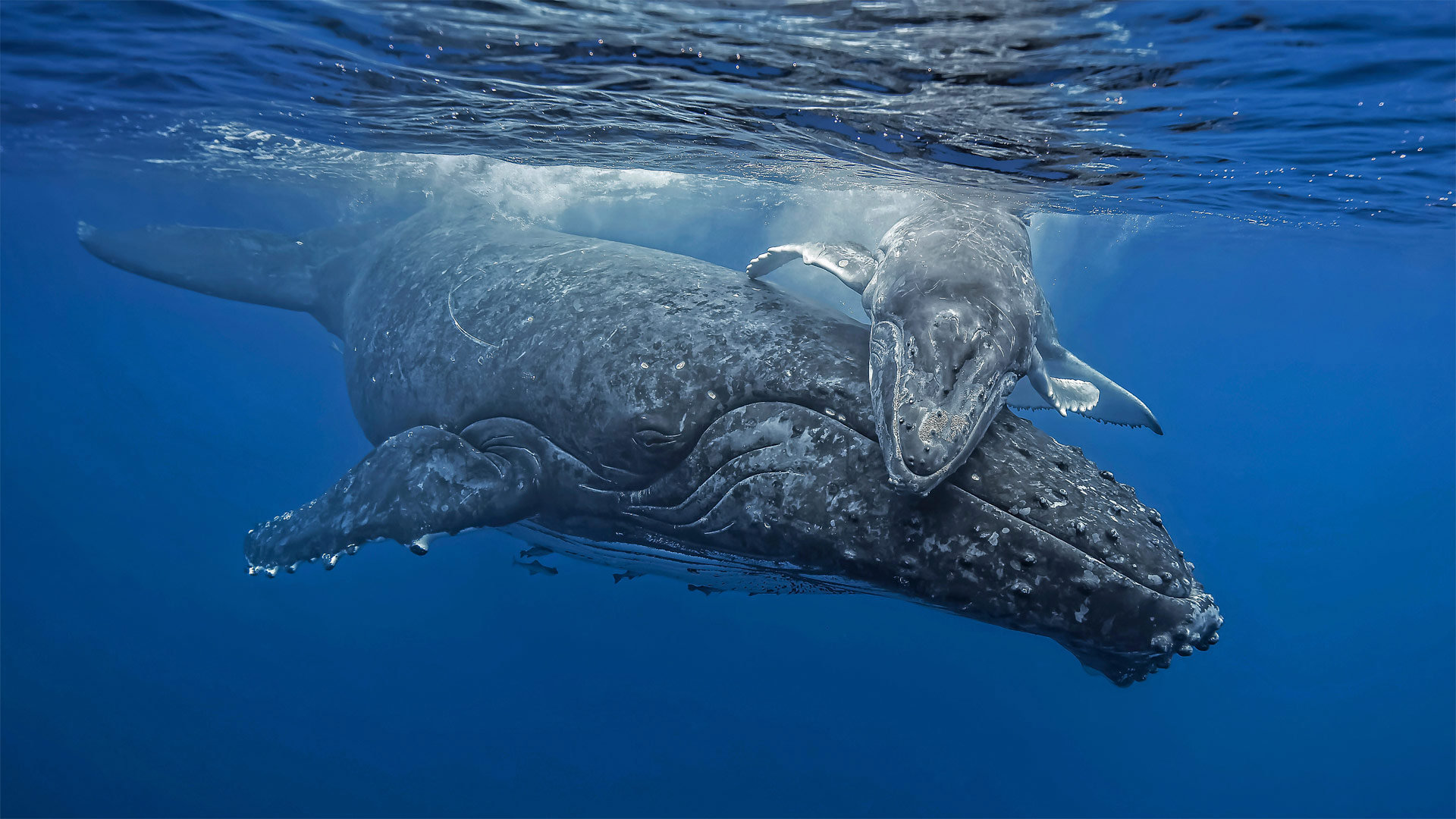 汤加海岸正要拥抱妈妈的小座头鲸座头鲸-www.todaybing.com 必应壁纸 必应美图