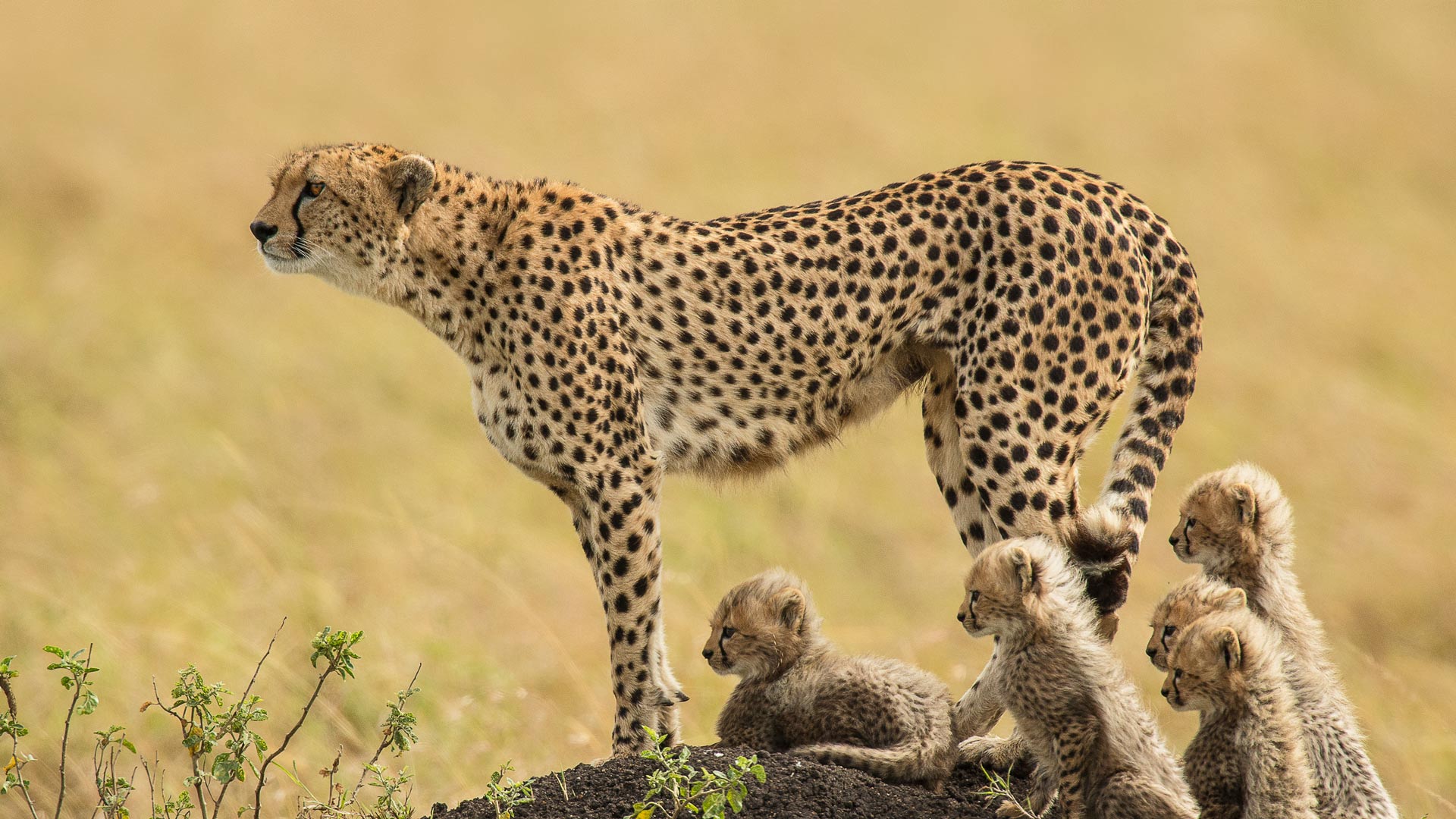 一只猎豹妈妈和她的幼崽，马赛马拉国家保护区，肯尼亚 猎豹-www.todaybing.com 必应壁纸 必应美图
