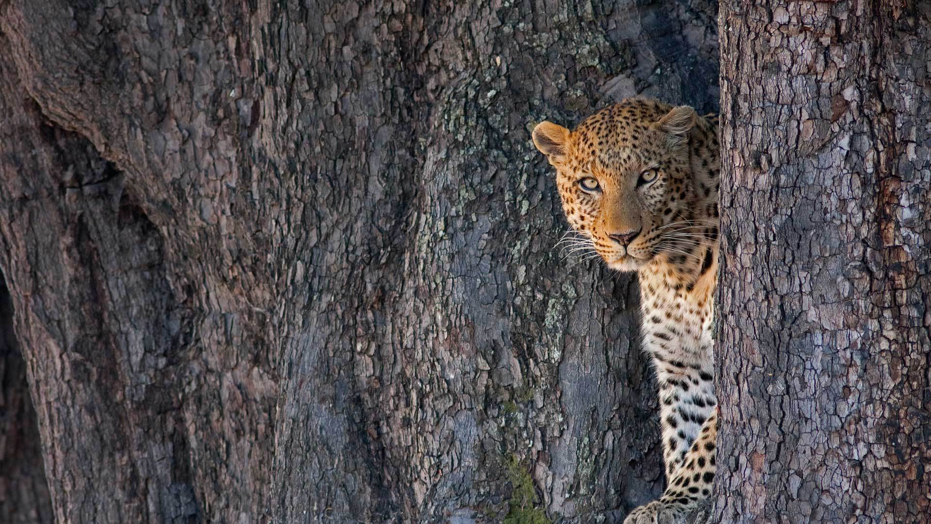 利尼扬蒂野生动物保护区中的一只雄性豹子豹-www.todaybing.com 必应壁纸 必应美图