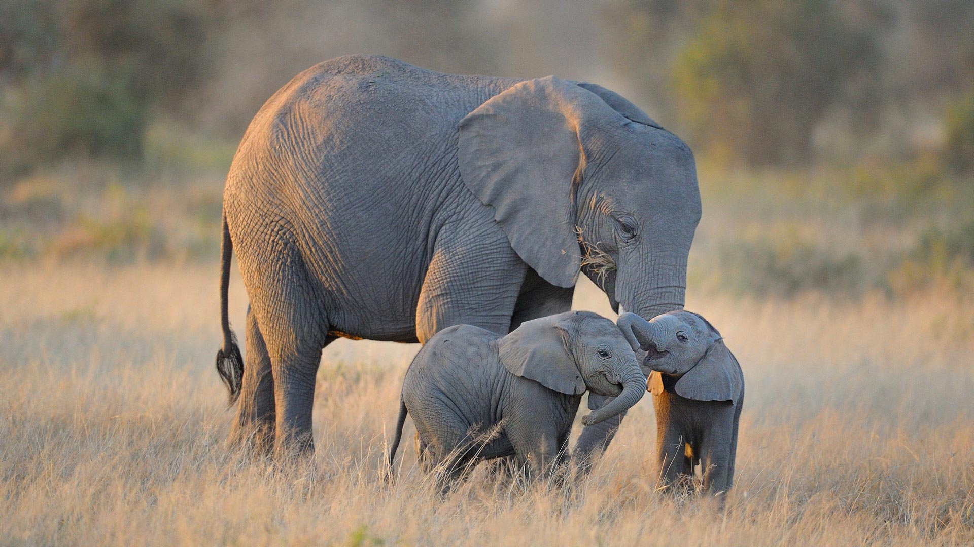 安博塞利国家公园的大象非洲大象-www.todaybing.com 必应壁纸 必应美图