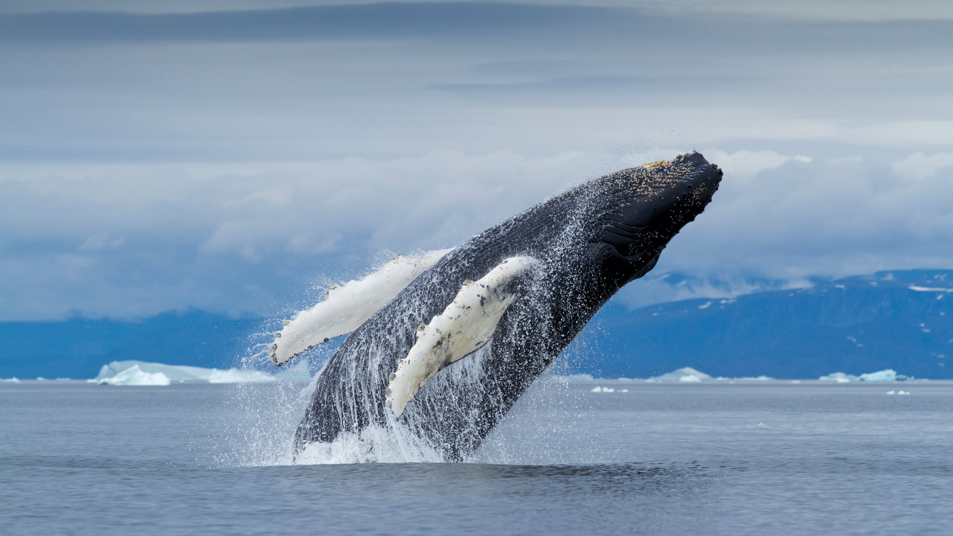 座头鲸，迪斯科湾，格陵兰 座头鲸-www.todaybing.com 必应壁纸 必应美图
