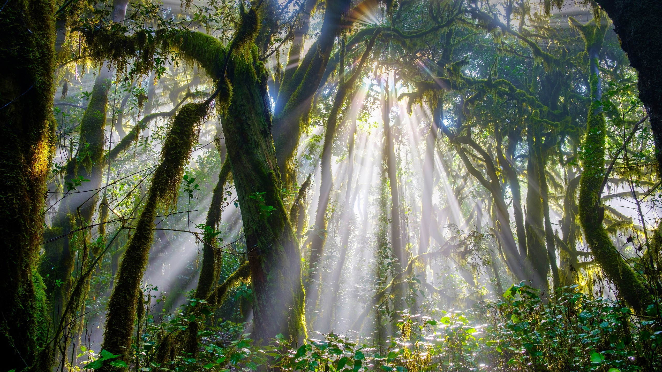 阳光穿透加拉霍奈国家公园中的森林戈梅拉岛-www.todaybing.com 必应壁纸 必应美图