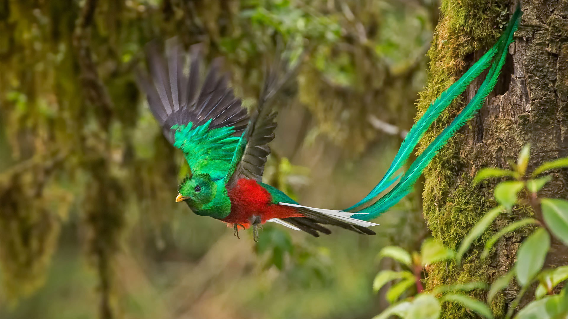 南美洲丛林最美的鸟 -www.todaybing.com 必应壁纸 必应美图