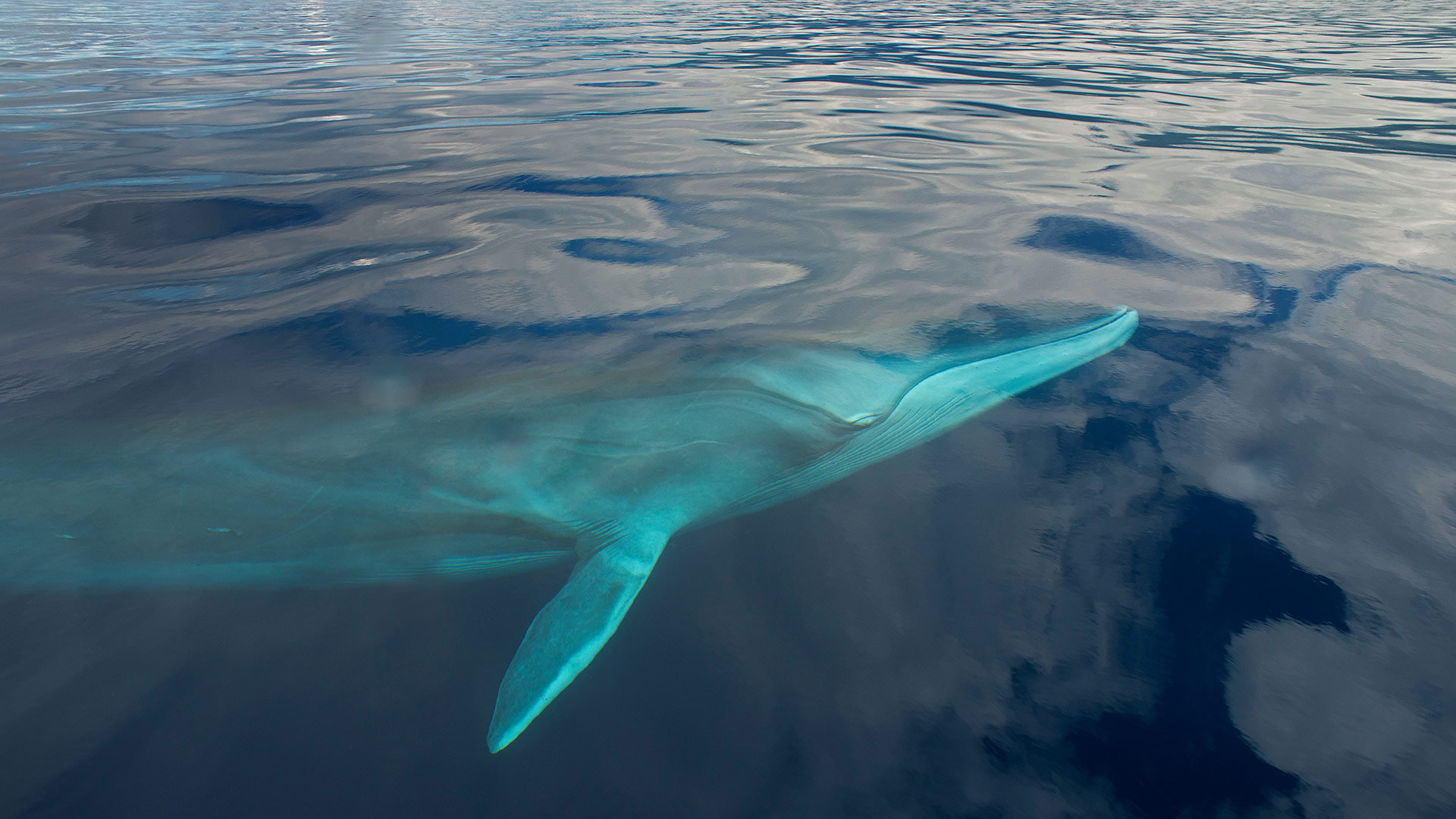 亚速尔群岛海域的长须鲸-www.todaybing.com 必应壁纸 必应美图