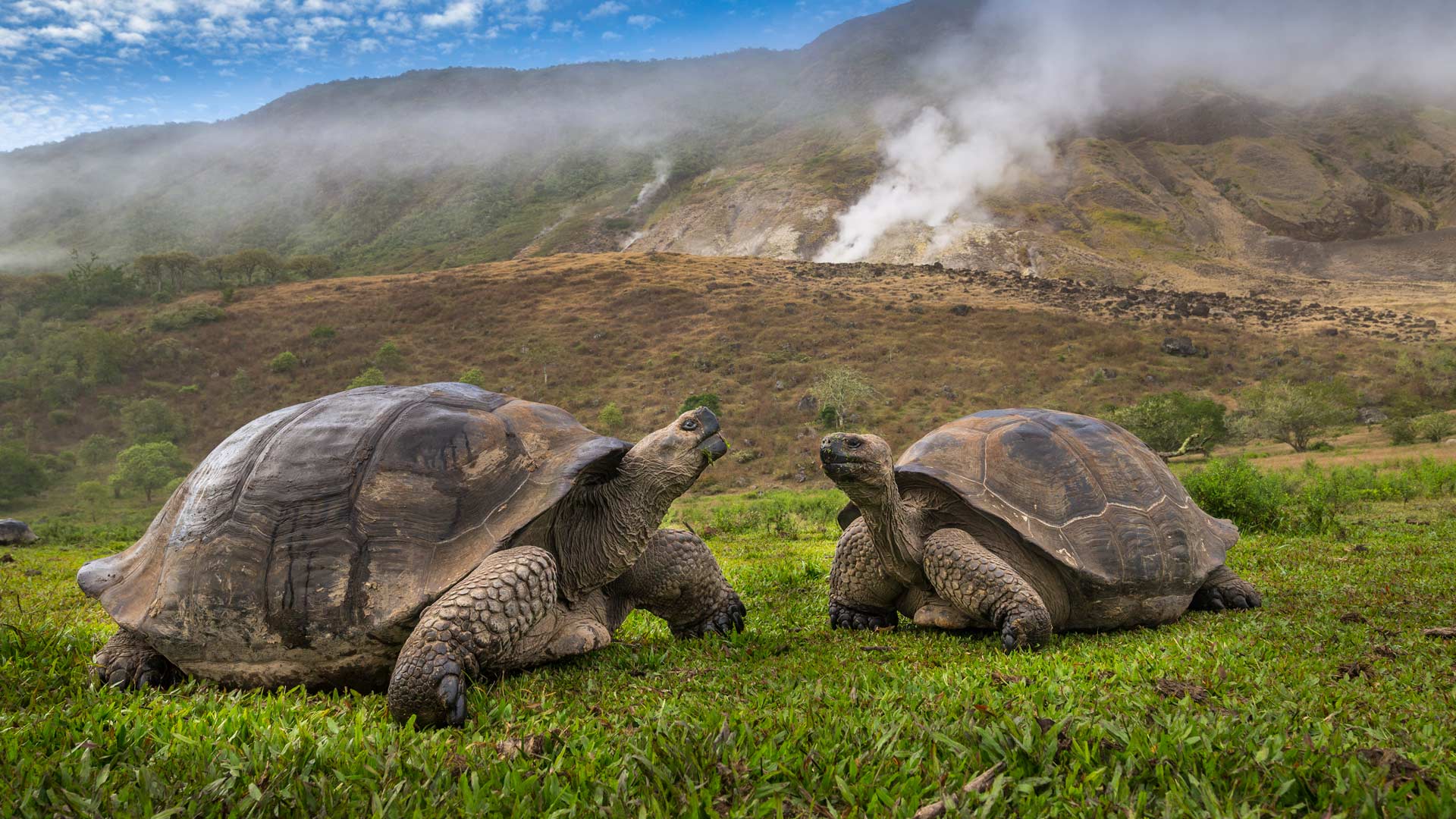 Volcán Alcedo giant tortoisesGalapagos Islands Ecuador- www.todaybing.com 必应壁纸 必应美图